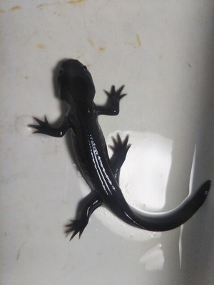 ウーパールーパー上陸個体「時期」などについて