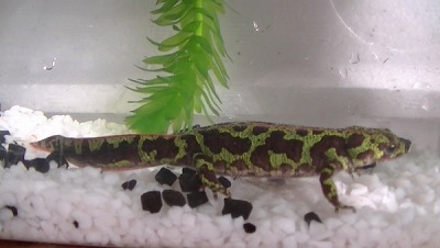 マダライモリ オスのクレセント(ウーパールーパーNET)